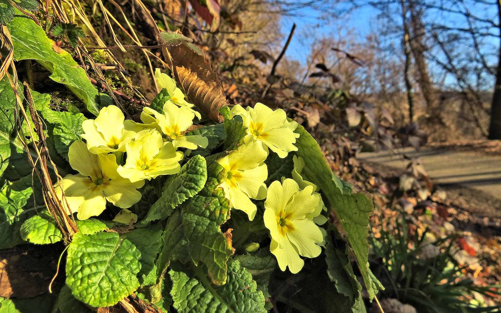 Le ultime arrivate tra le piante gi� fiorite